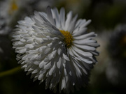 1st Jun 2023 - Puffy daisy
