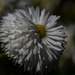 Puffy daisy by haskar