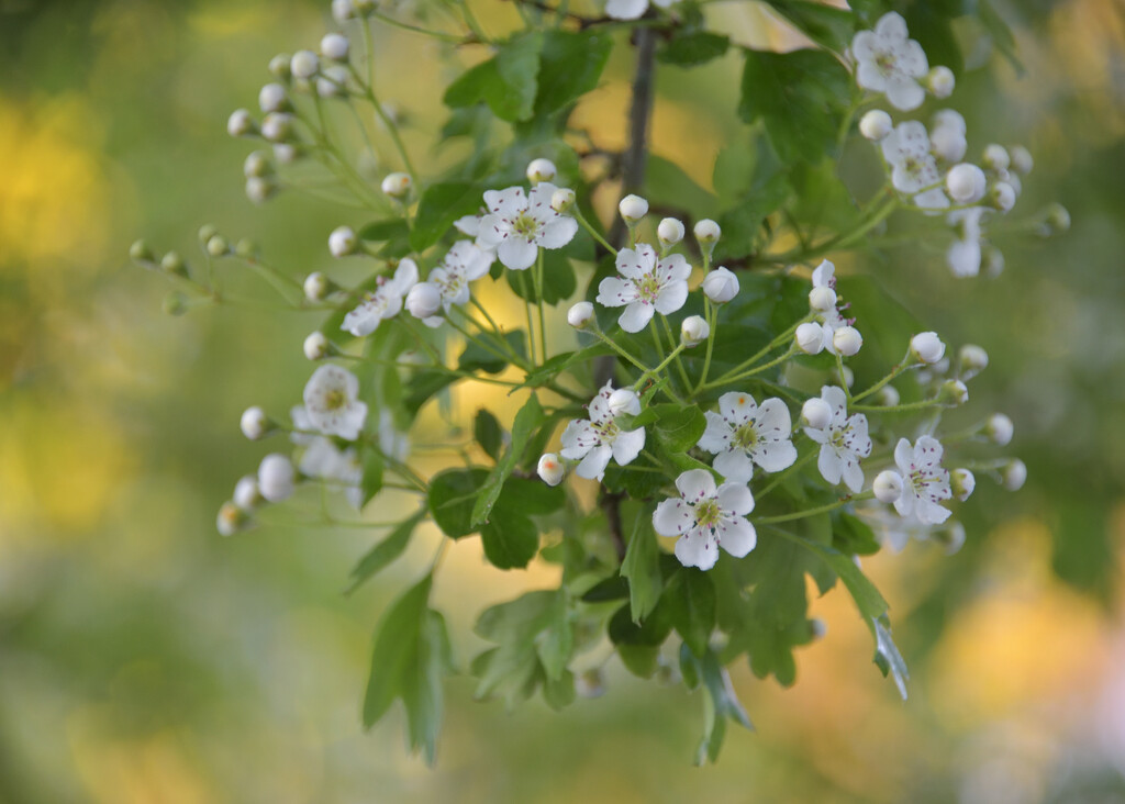 Hawthorn blossom by clearlightskies