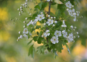 1st Jun 2023 - Hawthorn blossom