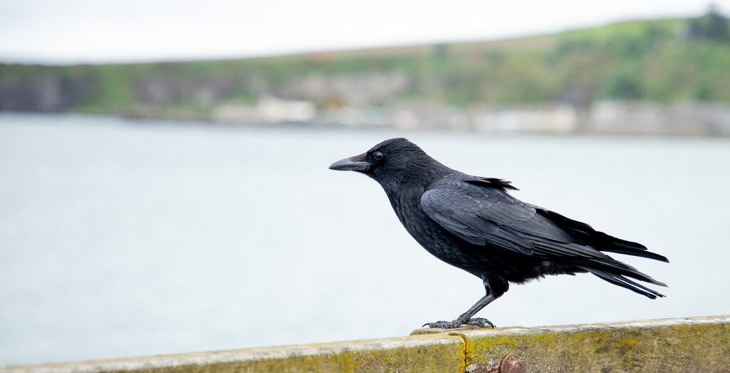 Carrion Crow  by lifeat60degrees