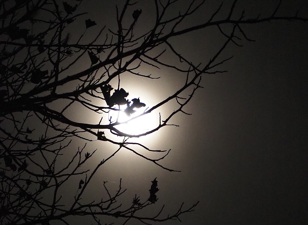 Last nights misty moon by Dawn