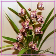 2nd Jun 2023 -  My Lovely Pink Cymbidium Orchid ~