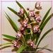  My Lovely Pink Cymbidium Orchid ~