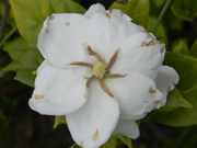 1st Jun 2023 - White Flower 