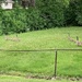 0601geese by diane5812