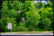 13th May 2023 - Auto Focus of Birds
