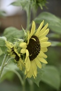 1st Jun 2023 - Mutant Sunflower