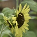 Mutant Sunflower