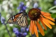 1st Jun 2023 - First Monarch Sighting