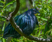 1st Jun 2023 - Nicobar pigeon