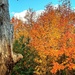Still Autumn colours around by pusspup
