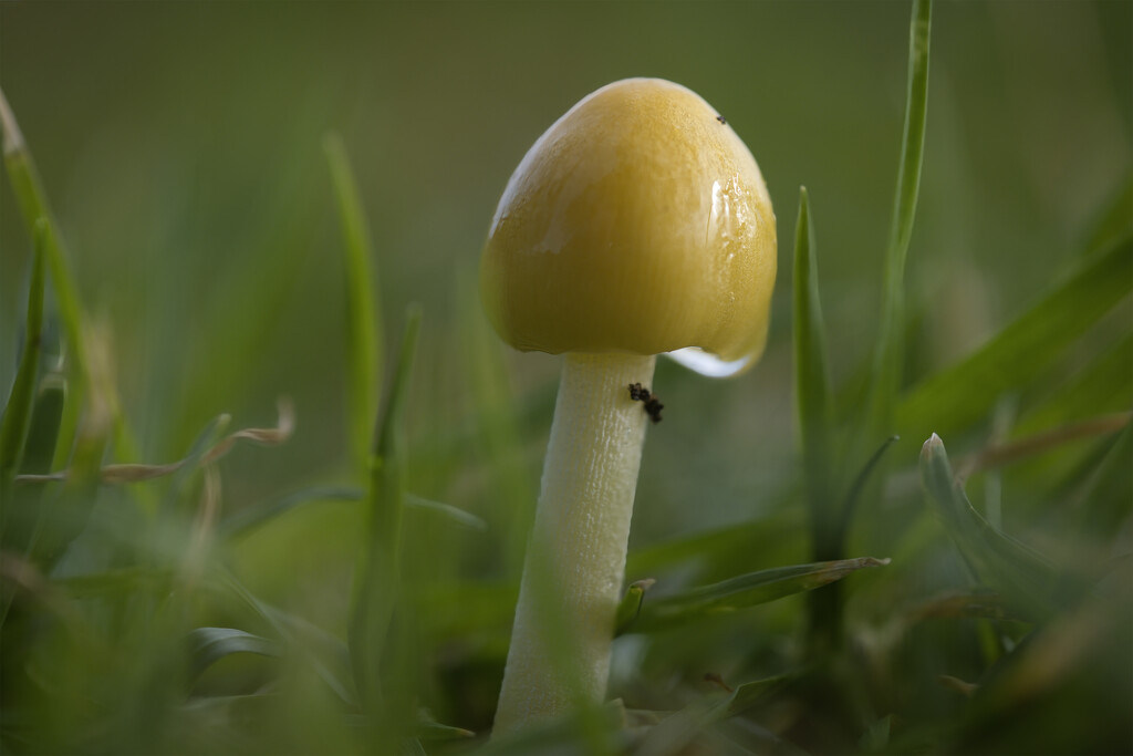 Yellow mushroom by dkbarnett