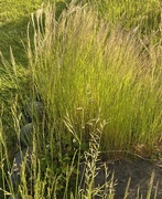 2nd Jun 2023 - Wild grass !