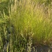 Wild grass ! by hoopydoo