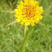 Meadow Salsify by 365projectorgjoworboys