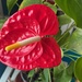 Anthurium by monicac