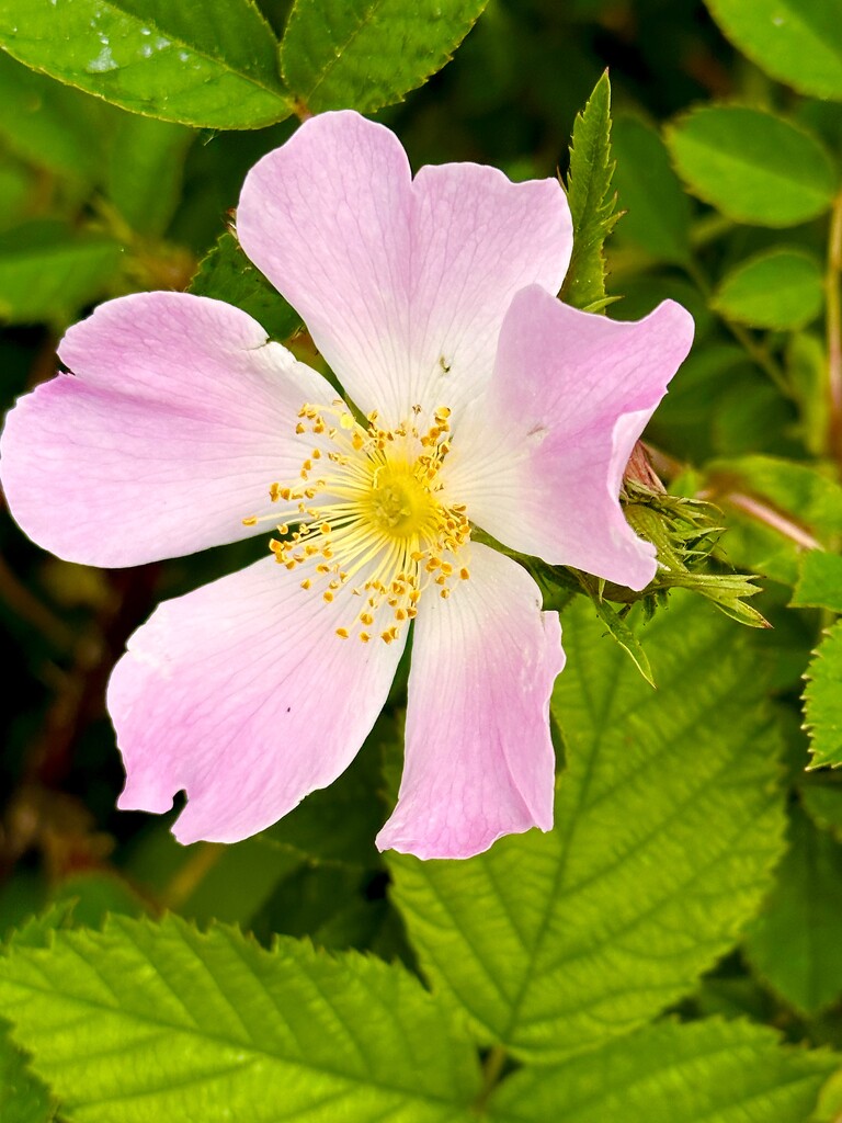 Dog rose by pamknowler