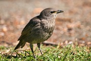 2nd Jun 2023 - Young sparrow