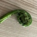 F Is for Fiddlehead