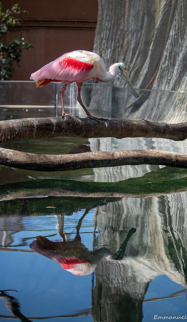 Roseate spoonbill by elza