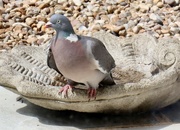 2nd Jun 2023 - Fat pigeon 