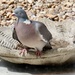 Fat pigeon  by jeremyccc