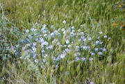 2nd Jun 2023 - wildflowers