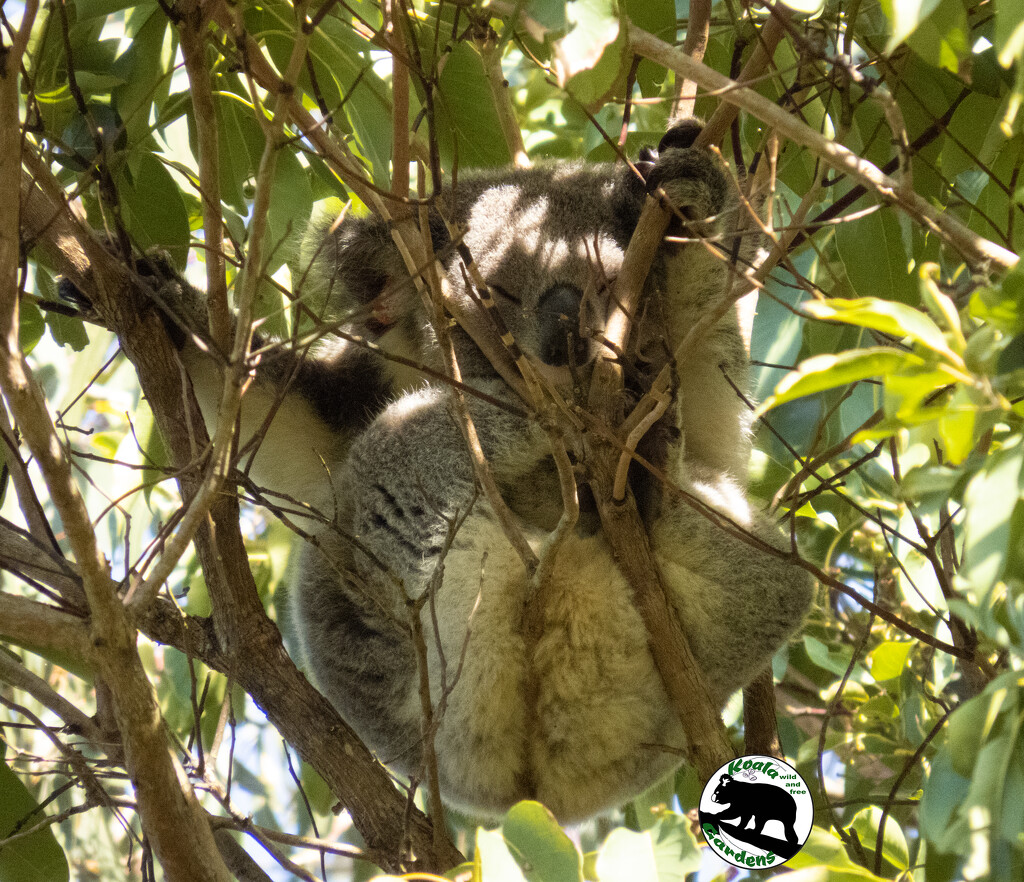 lazy day by koalagardens