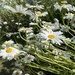 Laid back Daisies.  by bill_gk