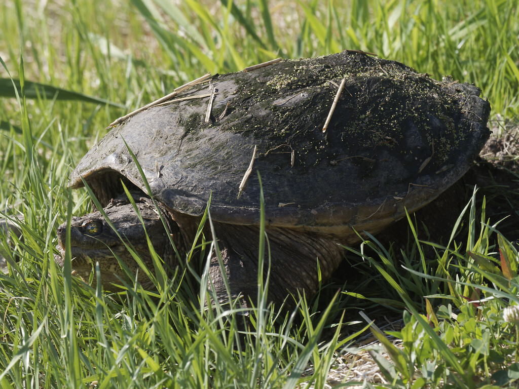 snapping turtle by rminer
