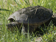 2nd Jun 2023 - snapping turtle