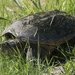 snapping turtle by rminer