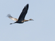 2nd Jun 2023 - sandhill crane 