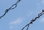 2nd Jun 2023 - Barbed Wire