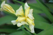 2nd Jun 2023 - Yellow Iris