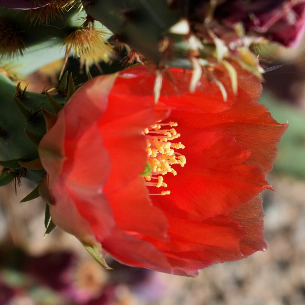 Jun 1 Prickly Pear Bloom from the side by sandlily