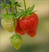 2nd Jun 2023 - June Strawberries