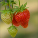 June Strawberries by marshwader