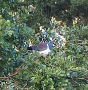 3rd Jun 2023 - A wood pigeon eating guava’s 