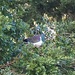 A wood pigeon eating guava’s  by Dawn