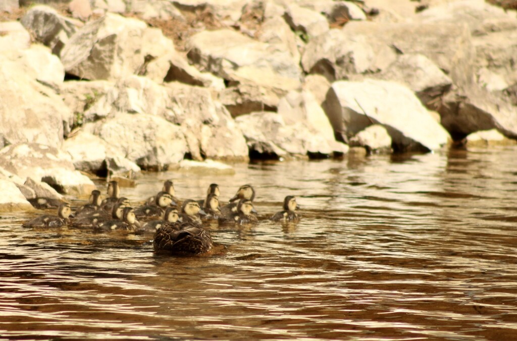 Mama duck and family by mltrotter