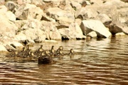 2nd Jun 2023 - Mama duck and family