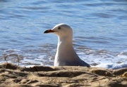 3rd Jun 2023 -  Portrait Of A Lone Seagull ~