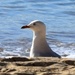 Portrait Of A Lone Seagull ~ by happysnaps