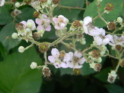 2nd Jun 2023 - Bee on White Flower 