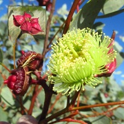16th May 2023 - Magical Eucalypt..