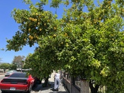 2nd Jun 2023 - Lemon Tree