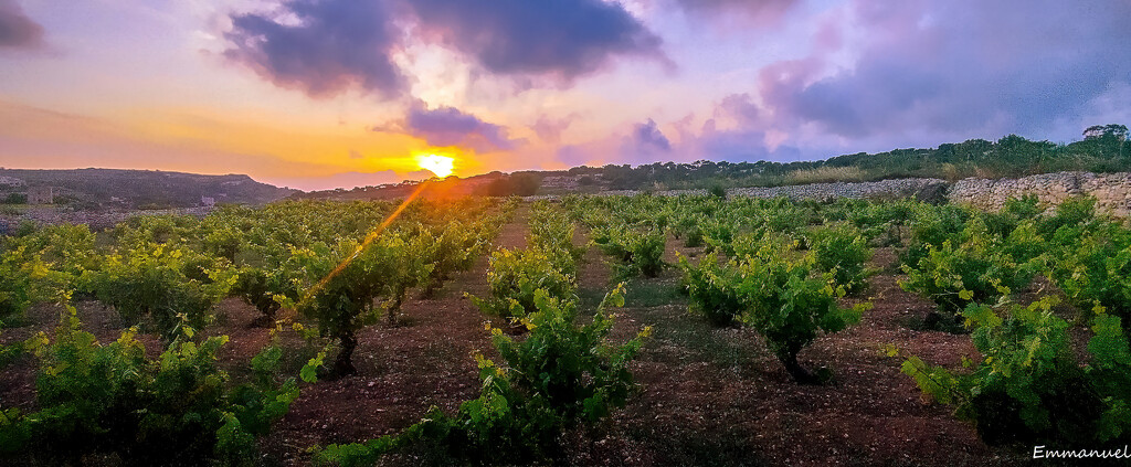 Vineyard at sunset by elza