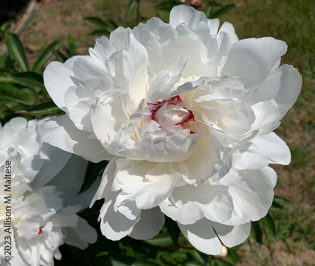 White Peonies by falcon11